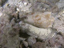 Cowrie, Southern Visayas, Philippines Stock Footage
