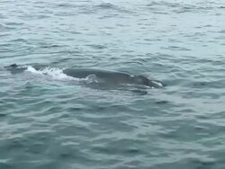 Humpback whales Stock Footage