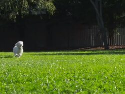MS SLO MOTS Shot of small White dog running / Santa Cruz, California, United States Stock Footage