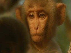 CU Baby Macaque monkey looking to camera, India Stock Footage