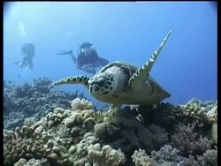 MS Hawksbill Turtle swims to camera over reef, divers in background, CU Turtle shell and markings, Layang Layang, Malaysia Stock Footage