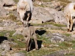 WS TS tiny newborn bighorn sheep lamb walking through herd / Idaho Springs, Colorado, United States Stock Footage