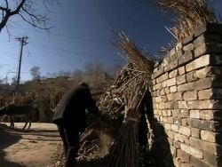 A man who lives in a quaint village that lies near the Great Wall of China gathering food for his donkey. Stock Footage