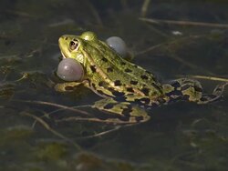  MS SLO MO Male edible frog calling with inflated vocal sacs / Vieux Pont, Normandy,  France Stock Footage