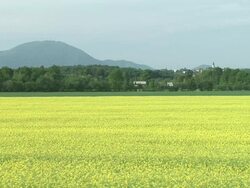 HD: Yellow flowers Stock Footage
