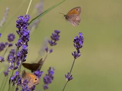 CU SLO MO Butterfly flying and sitting on flowers / Vieux, Normandy, France Stock Footage