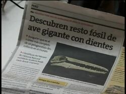 Scientists present head of a bird thought to be ten million years old News Clip