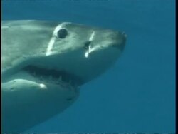 MCU Great White Shark swimming past camera, Guadalupe Island, Pacific Ocean Stock Footage