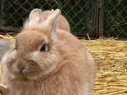 Rabbits Stock Footage