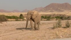 An African elephant walks along a dry riverbed. Stock Footage