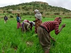 Group of people weed crops Stock Footage
