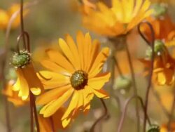 MS Shot of Orange Namaqualand daisies buffeted by the wind / Namaqualand, Northern Cape, South Africa Stock Footage