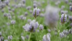 Lavender flower field Stock Footage