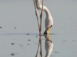 ECU Shot of James Flamingo, Phoenicoparrus jamesi feeding in high altitude salt lake / San Pedro de Atacama, Norte Grande, Chile Stock Footage