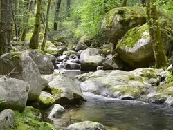 MS Shot of Solenzara Mountain rock river in forest / Col de Bavella, Corsica, France Stock Footage