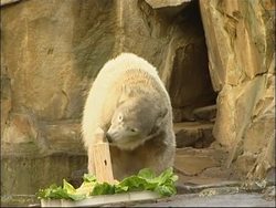 Celebrations for Knut the polar bear News Clip