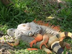 Iguana mating Stock Footage