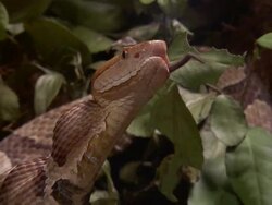 Extreme Close Up Zoom Out - Snake swallowing dead rodent / Stock Footage