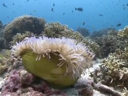Ocellaris Clownfish (Amphiprion ocellaris) and anemone (Heteractis magnifica) swaying in current, Southern Visayas, Philippines Stock Footage
