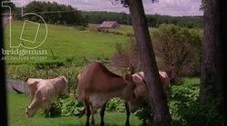Cows grazing in a field. Filmed on 35mm in 1994. Stock Footage