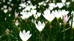 Beautiful White bunch flowers on green grass Stock Footage