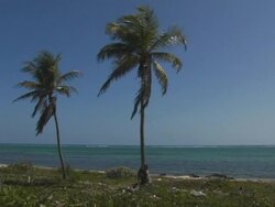 MS, Cayman Islands, Grand Cayman, Palm trees on beach Stock Footage