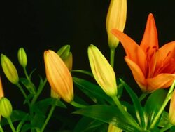 Orange lily flowers blooming Stock Footage