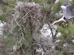 MS SLO MO Shot of Grey Heron taking off from nest / Saintes Marie de la Mer, Camargue, France Stock Footage