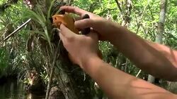 CLEAN : Ghost orchid scientists aim to restore rare Florida flowers News Clip