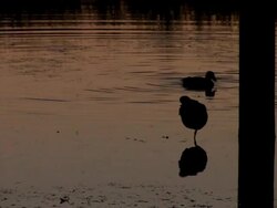 Ducks Stock Footage