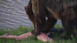 A grizzly bear tears at a mannequin. Stock Footage