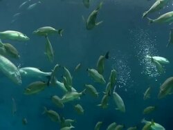  MSLarge fish are swimming around / Atlanta, Georgia, United States Stock Footage