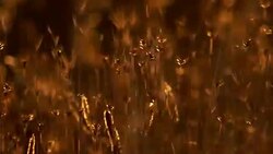 Steppe in Azerbaijan Stock Footage