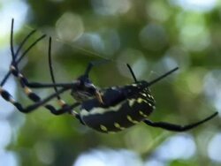 Orb web spider Stock Footage