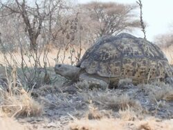MS Shot of large tortoise face  / Central Kalahari Game Reserve, Botswana Stock Footage