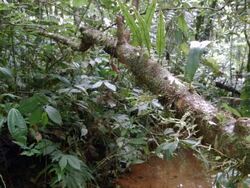 Leaf cutter ants (Atta sp.) walking along a branch above a rainforest stream in the Ecuadorian Amazon. Stock Footage