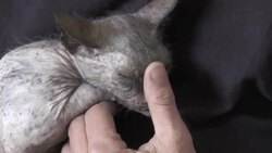 Rare 'werewolf' kitten found in park  ++FIRST RUN 27th MAY 2016++ News Clip