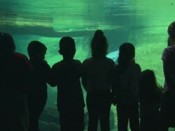 Manatee Viewing, Lowry Park Zoo, kids stand at window, Manatee (Trichechus manatus) rolls past, other in, Florida, North Atlantic Ocean  Stock Footage
