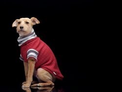 dog fashion Stock Footage