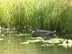 Mallard in the reeds. Stock Footage