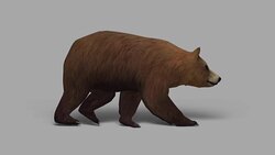Walking Bear with Alpha Channel (Loopable) Stock Footage