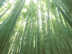bamboo forest Stock Footage