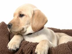 Puppy in Basket Stock Footage