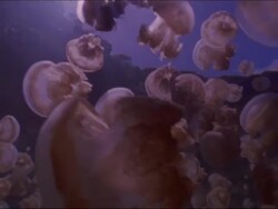 Jellyfish, Mastigias sp. hundreds near surface pass by, Jellyfish lake, Palau, Western Pacific Stock Footage