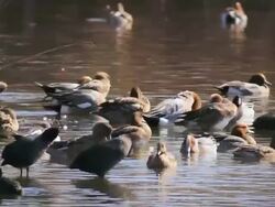 MS View of wigeons (Anas penelope) eating on grass / Hula Valley, Galilee, Israel Stock Footage