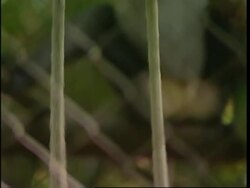 Conservationists find new troop of one of world's rarest monkeys Instructional Video