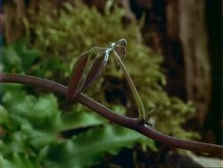 T/L Dipteryx seedling growth, pulsating, natural background, Panama. Stock Footage