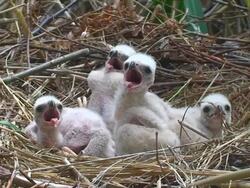 Marsh Harrier Chicks Stock Footage