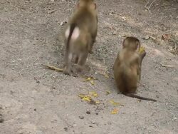 Two monkeys in Thai national park Stock Footage