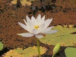 Bees on white lotus flower. Stock Footage